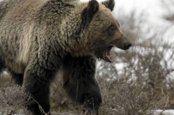 美国蒙大拿州男子远足遇上带着2只幼熊的大灰熊 惨遭两度袭击装死捡回一命