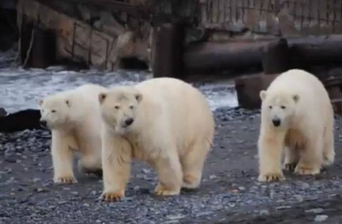 西伯利亚气象观测站被10头北极熊包围长达2周 忠犬殉职5人被困