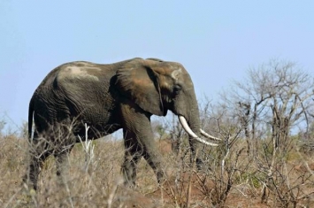 意大利游客在肯尼亚国家公园走近大象拍照惨被踩死