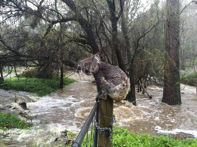 暴风雨袭击澳洲！无尾熊为躲避洪灾卷缩栏杆上狼狈惹人怜