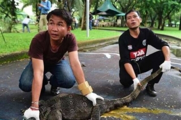 泰国政府大规模捕捉曼谷伦披尼公园内的泽巨蜥