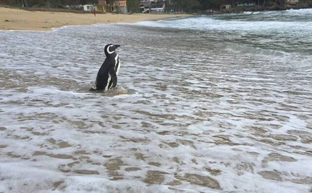 游过8000公里 小企鹅Dindim第5年回到巴西救命恩人身边
