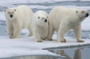 被北极熊包围 俄罗斯5名气象学家坐困两周终脱险