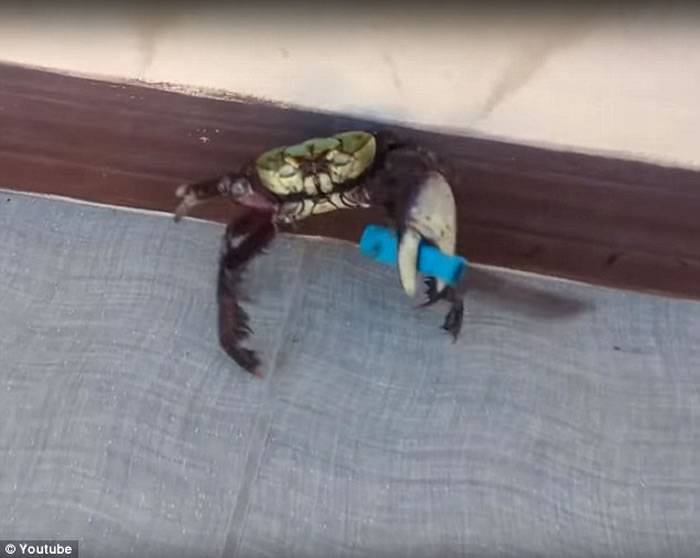 螃蟹蟹钳挥舞小刀 专家质疑是人类硬塞