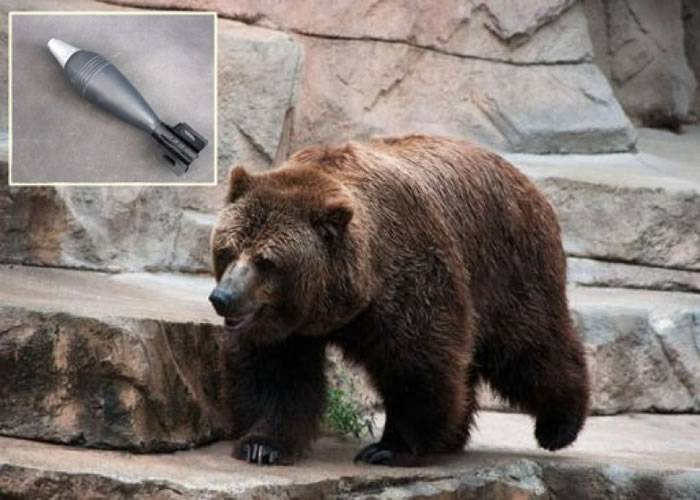 波兰男子参观动物园惊见熊手中拿着二战迫击炮炮弹