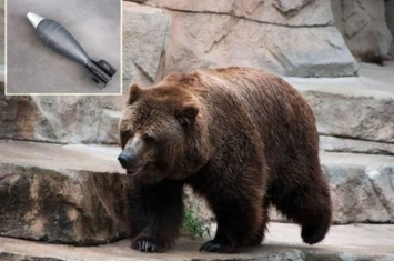 波兰男子参观动物园惊见熊手中拿着二战迫击炮炮弹