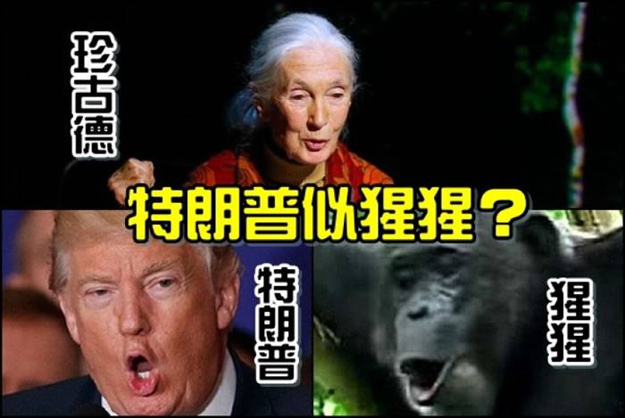 英国保育学者兼人类学家珍古德：美国共和党总统候选人特朗普辩论时行为像黑猩猩