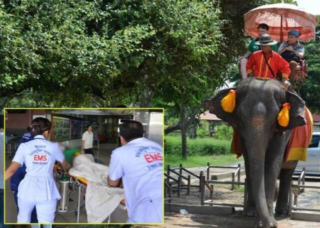 泰国女子拿出生香蕉强行喂 惹怒大象被狂甩受重伤