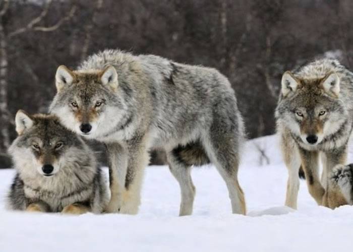 挪威批准猎杀国内7成野狼 百年来最多
