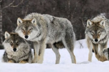 挪威批准猎杀国内7成野狼 百年来最多
