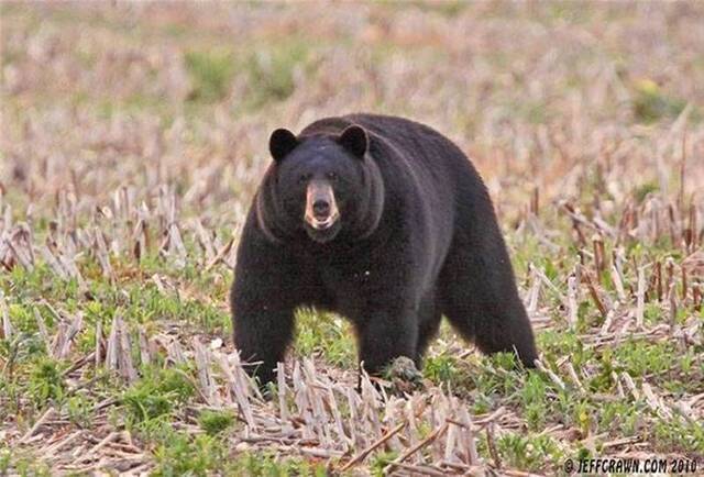 日本青森县一名工人上山整地遇到3只巨型黑熊 挥舞手中锯子成功吓跑