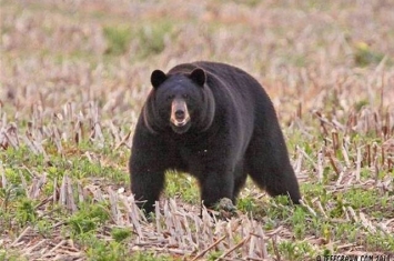 日本青森县一名工人上山整地遇到3只巨型黑熊 挥舞手中锯子成功吓跑