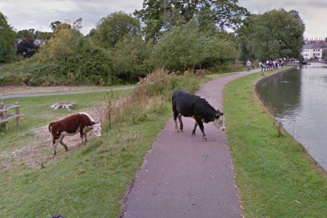 牛也有隐私权！谷歌街景图帮英国剑桥郡一只牛的头部打马赛克