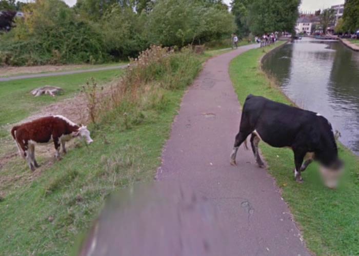 牛也有隐私权！谷歌街景图帮英国剑桥郡一只牛的头部打马赛克