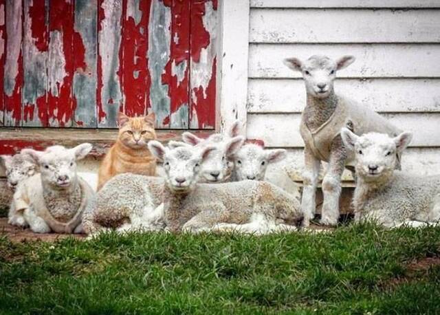 新西兰虎斑猫与羊群为伍