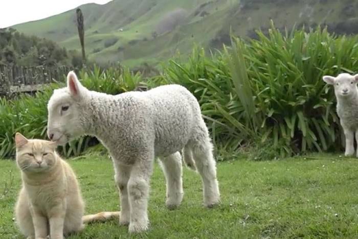 新西兰虎斑猫与羊群为伍