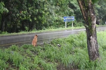 泰国尖竹汶府高速公路旁等候主人一年的忠犬Loung最后不幸被车撞死