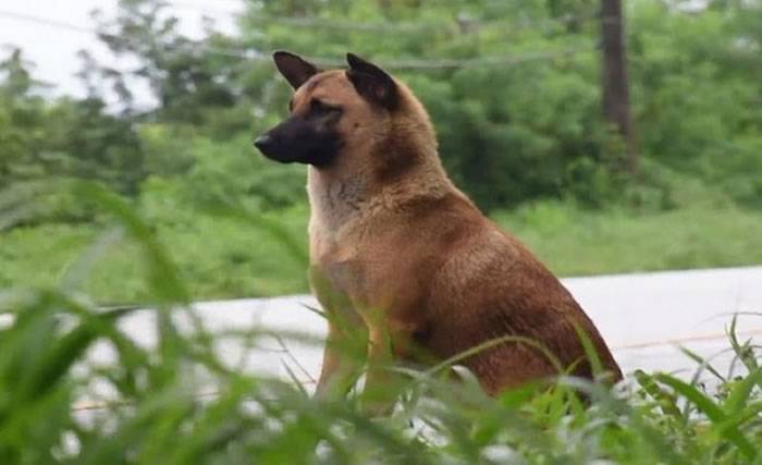 泰国尖竹汶府高速公路旁等候主人一年的忠犬Loung最后不幸被车撞死