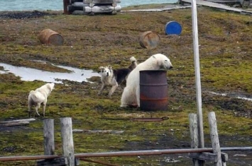 俄罗斯气象学家遭北极熊围困2周 脱险细节曝光