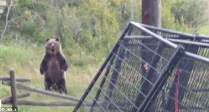 加拿大3只灰熊闯庭院抓鸭 2人1狗奋力驱赶