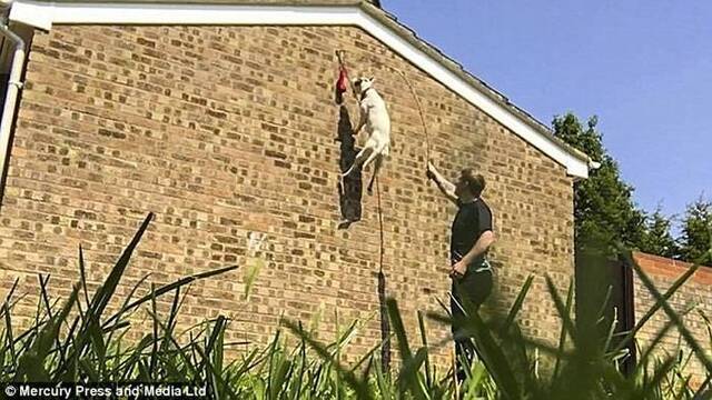 英国男子训练爹利犬翻高墙欲破世界纪录