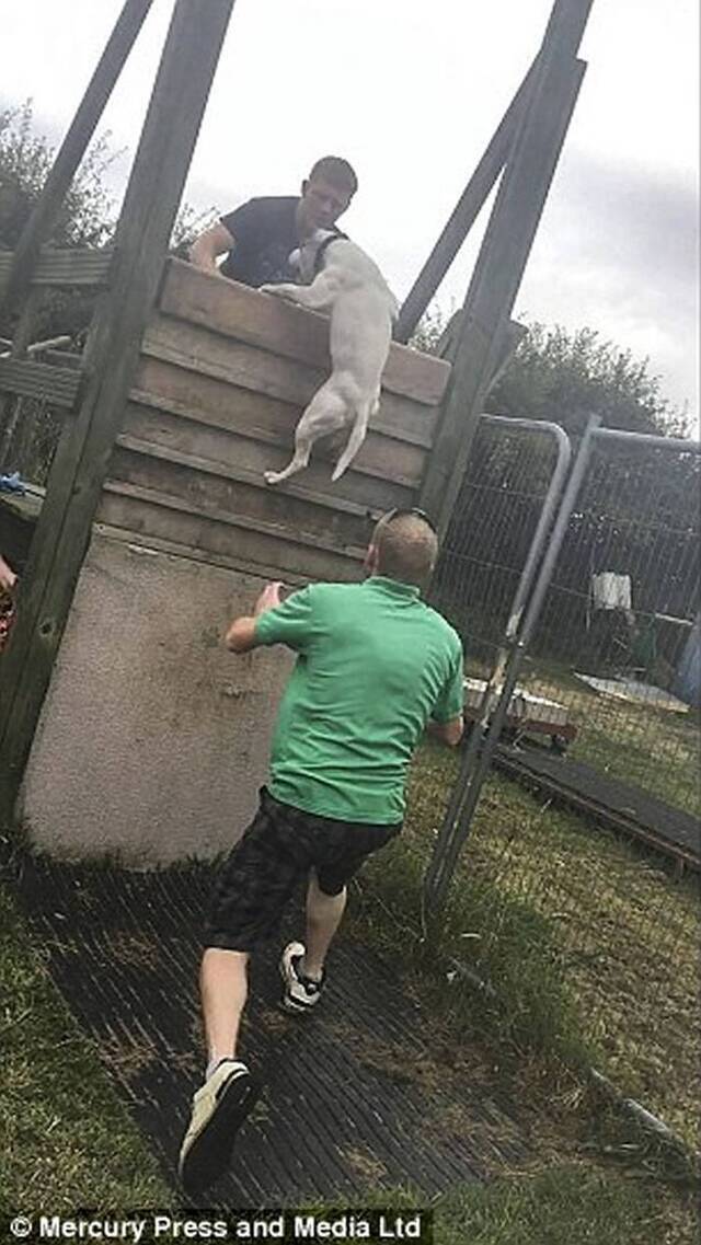 英国男子训练爹利犬翻高墙欲破世界纪录