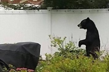 美国新泽西州以两脚行走的明星黑熊Pedals被猎杀