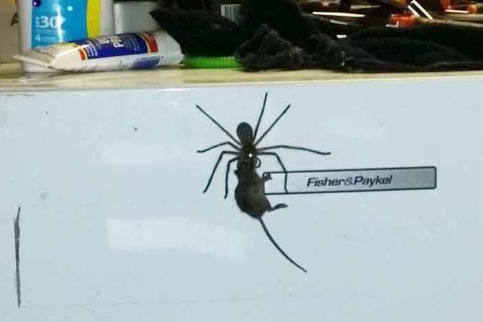 澳洲居民在家中拍到巴掌大蜘蛛叼着一只老鼠灵活爬行