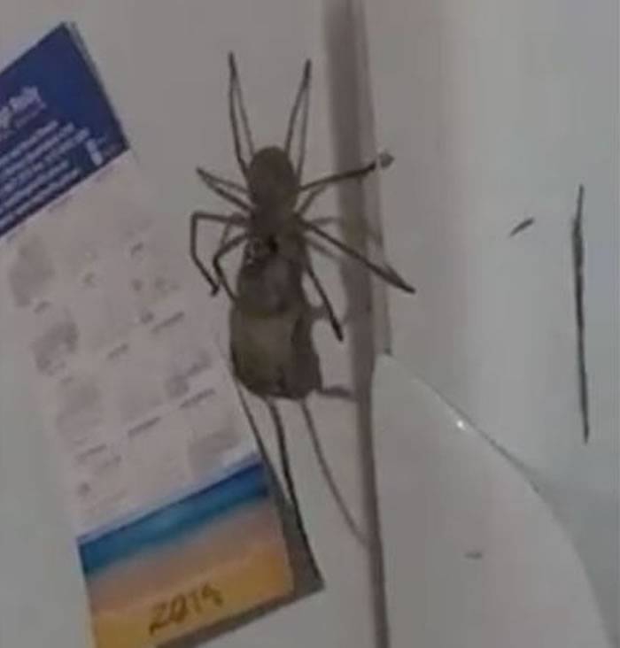 澳洲居民在家中拍到巴掌大蜘蛛叼着一只老鼠灵活爬行
