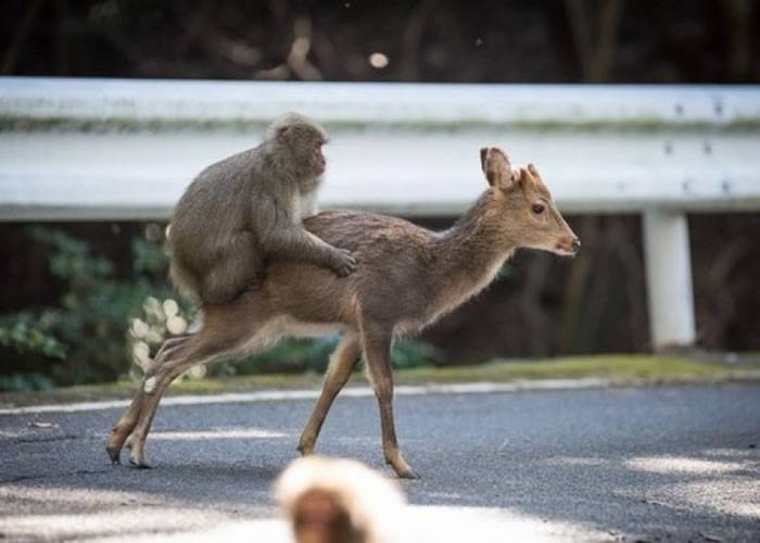 日本猕猴骑鹿四处走 称霸神秘屋久岛