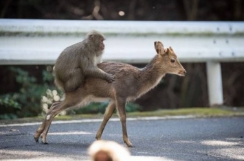 日本猕猴骑鹿四处走 称霸神秘屋久岛