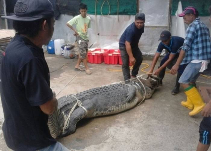 马来西亚两男子花4日4夜成功在马鲁都河捕获食人巨鳄