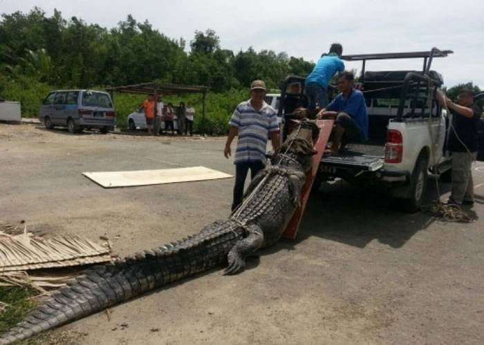 马来西亚两男子花4日4夜成功在马鲁都河捕获食人巨鳄