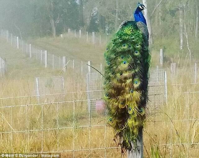 澳洲昆士兰鸡场放了一只孔雀 老鹰也不敢来了