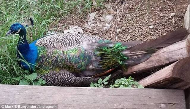 澳洲昆士兰鸡场放了一只孔雀 老鹰也不敢来了