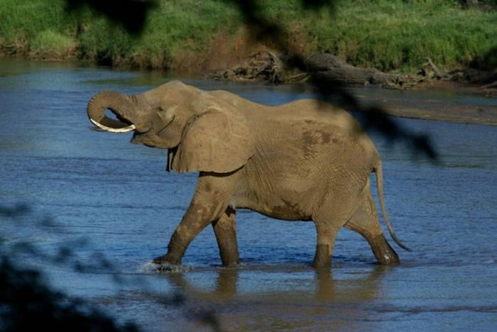 肯尼亚接连有大象伤人 一个月内踩死3人