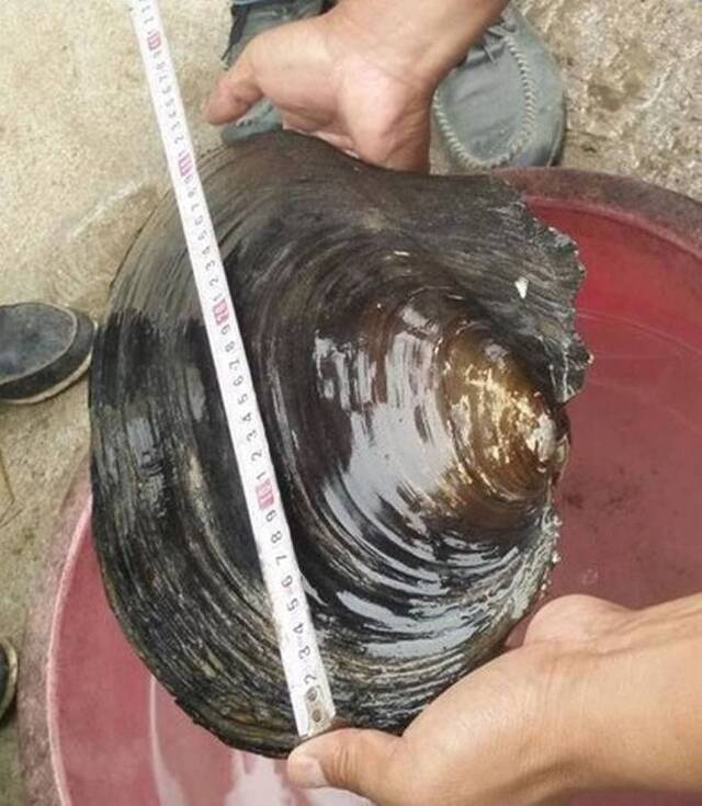 湖北省应城吴集村村民在堰塘中探捞到一只超级大河蚌（蛤蜊）