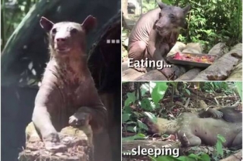 秘鲁一头长年被马戏团饲养的20多岁“帕丁顿熊”获救过新生