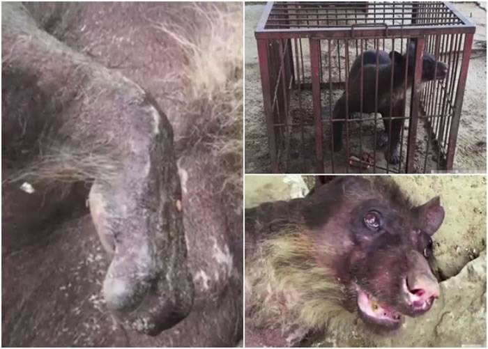 秘鲁一头长年被马戏团饲养的20多岁“帕丁顿熊”获救过新生