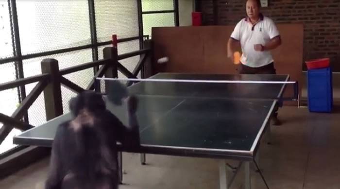 黑猩猩和人类打乒乓球 赢了还转身偷笑