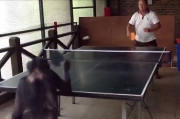 黑猩猩和人类打乒乓球 赢了还转身偷笑