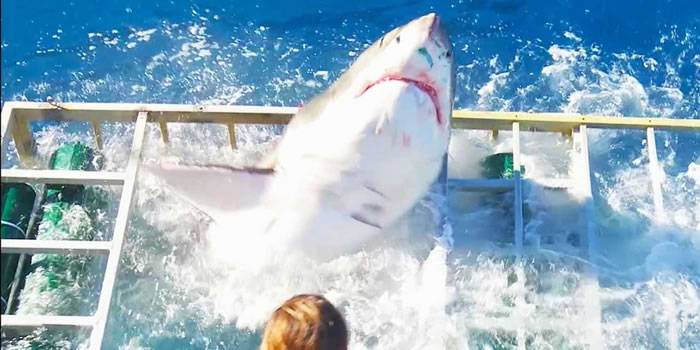 大白鲨历险记：墨西哥瓜达卢佩大白鲨冲入游客防鲨笼