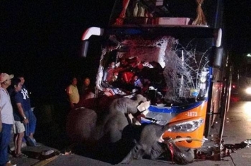 泰国大象过公路遭车撞惨死轮下