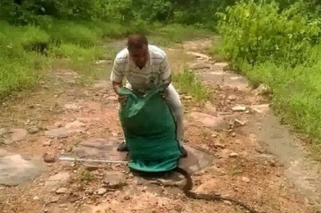 印度公园管理人员森林放生300条蛇 打开布袋四散而逃场面惊吓