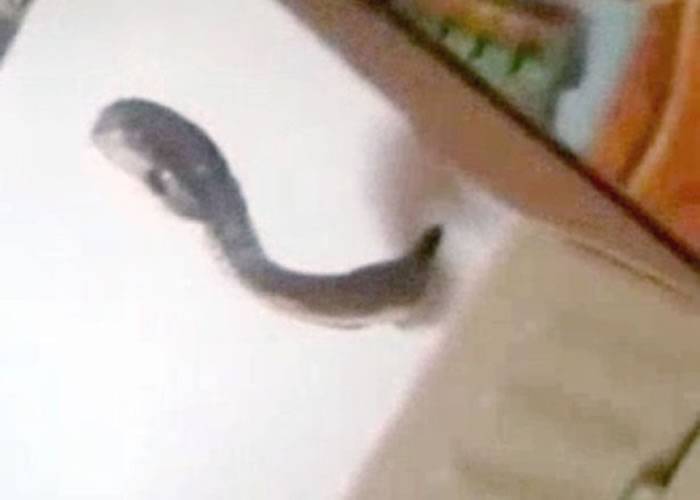阿塞拜疆果园视频监控突失灵 拆开里面居然有一条蛇