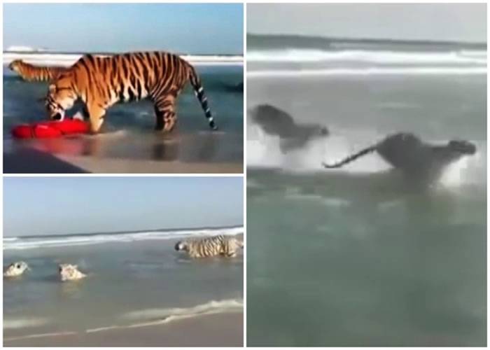 5只老虎迪拜沙滩弄潮 水中追逐好享受