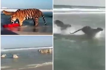 5只老虎迪拜沙滩弄潮 水中追逐好享受