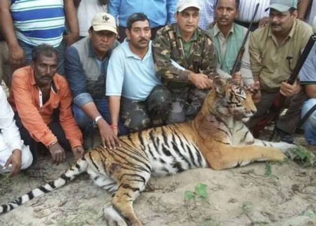 印度北部阿肯德邦一只食人老虎咬死2人被捕杀
