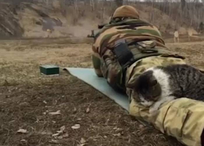 俄罗斯“战斗猫”无惧枪声悠然自得