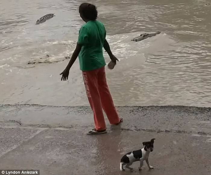 澳洲女子带着小狗在河边散步遇上鳄鱼 毫不犹豫拎起拖鞋打走